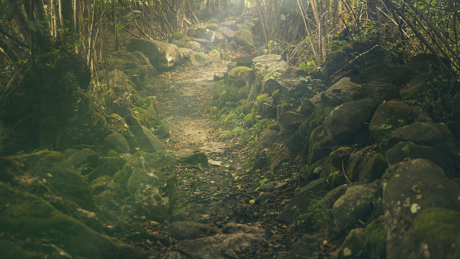 forest-s2
