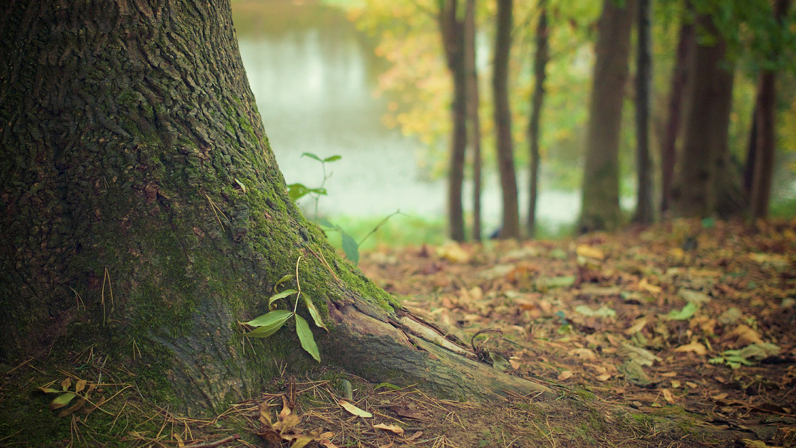 tree-trunk_1600x900